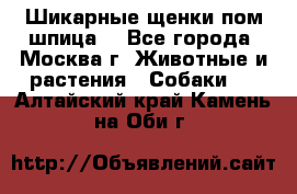 Шикарные щенки пом шпица  - Все города, Москва г. Животные и растения » Собаки   . Алтайский край,Камень-на-Оби г.